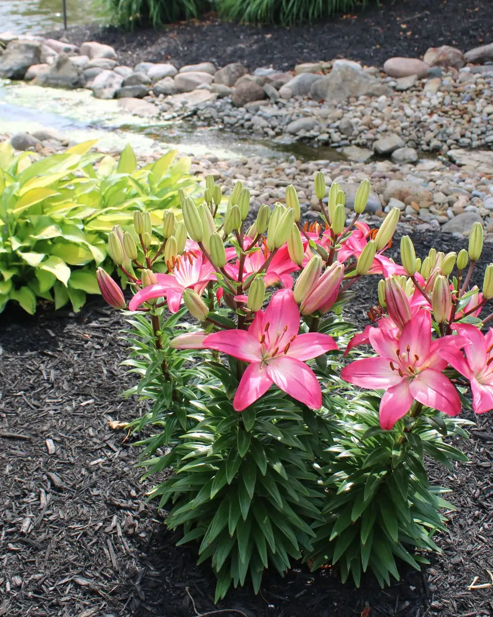 Lilies and hostas in a dark-mulched bed edged with river stone